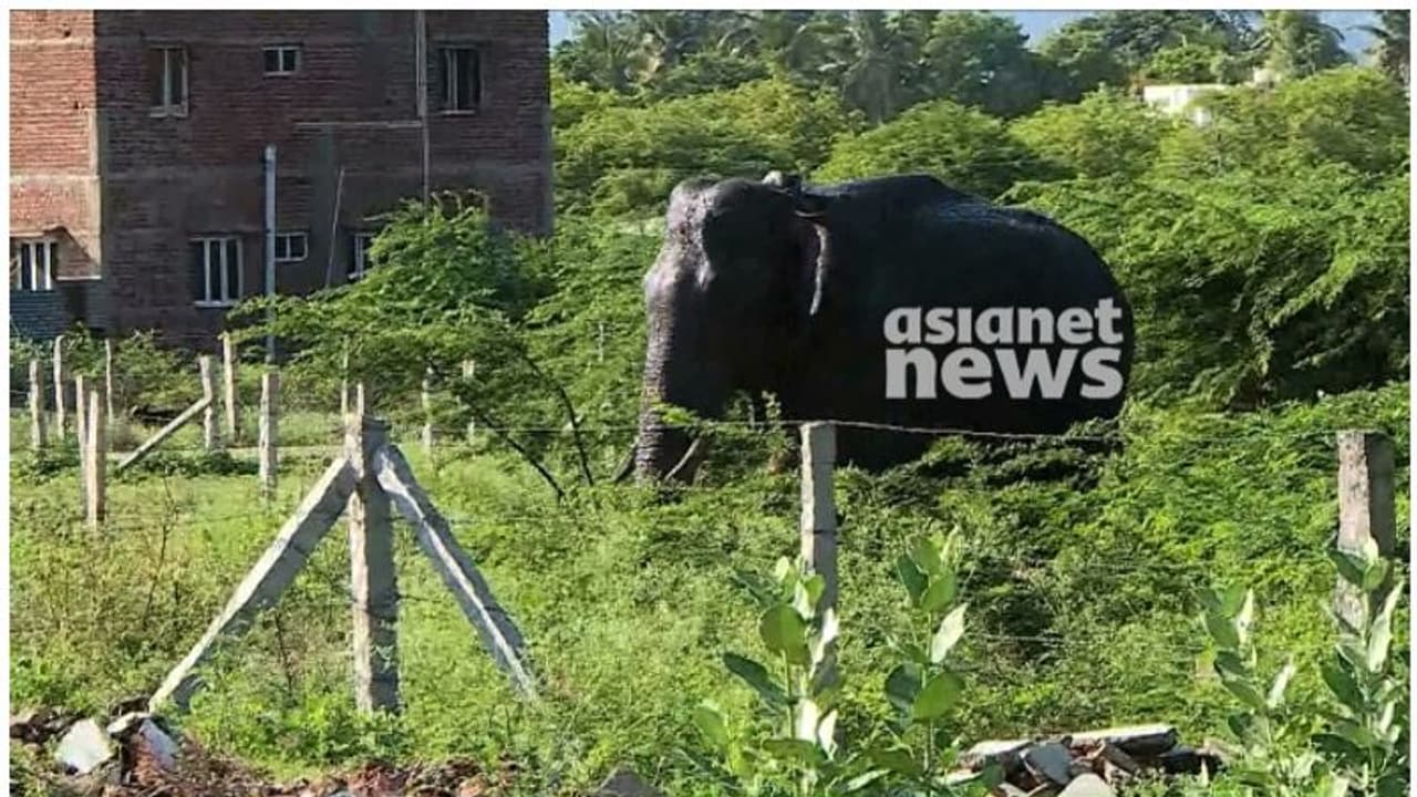 അരിക്കൊമ്പൻ പ്രശ്നക്കാരന്‍; മയക്കുവെടി വയ്ക്കാൻ ഉത്തരവിറക്കി തമിഴ്നാട് വനംവകുപ്പ്, കമ്പത്ത് നിരോധനാജ്ഞ