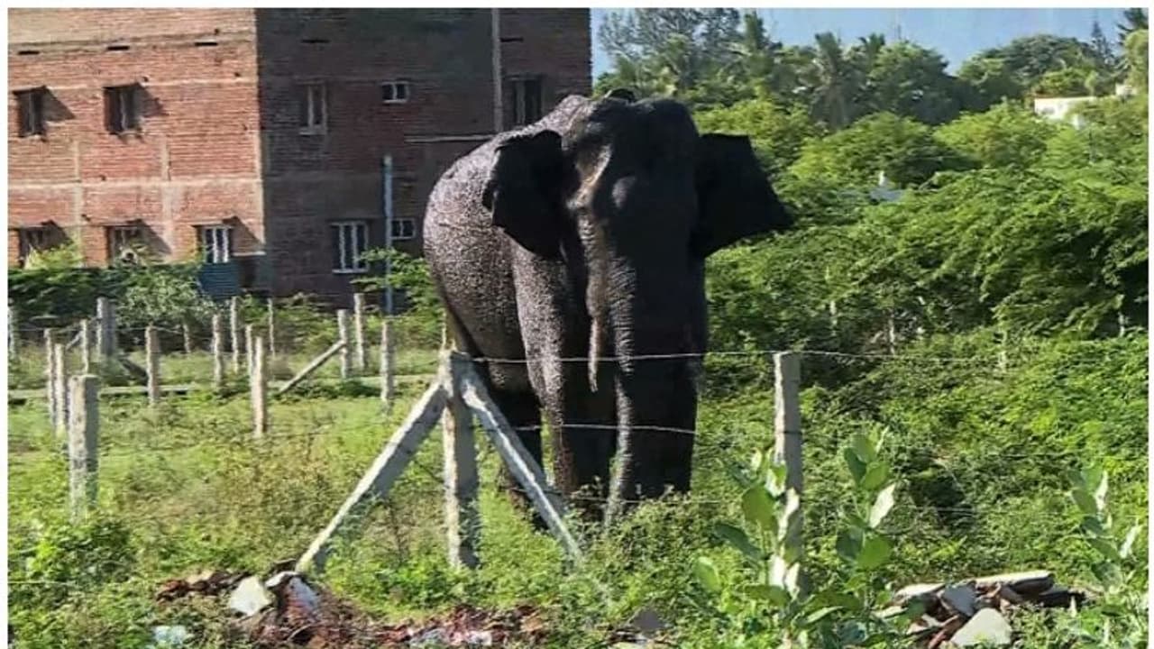 Mission Arikomban relaunched; Tamil Nadu forest dept begins mission to capture wild tusker