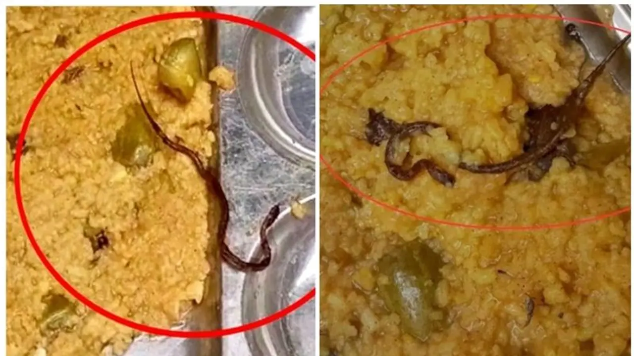 ಮಧ್ಯಾಹ್ನದ ಬಿಸಿಯೂಟದಲ್ಲಿ ಪತ್ತೆಯಾದ ಹಾವು, 12ಕ್ಕೂ ಅಧಿಕ ವಿದ್ಯಾರ್ಥಿಗಳು ಅಸ್ವಸ್ಥ!