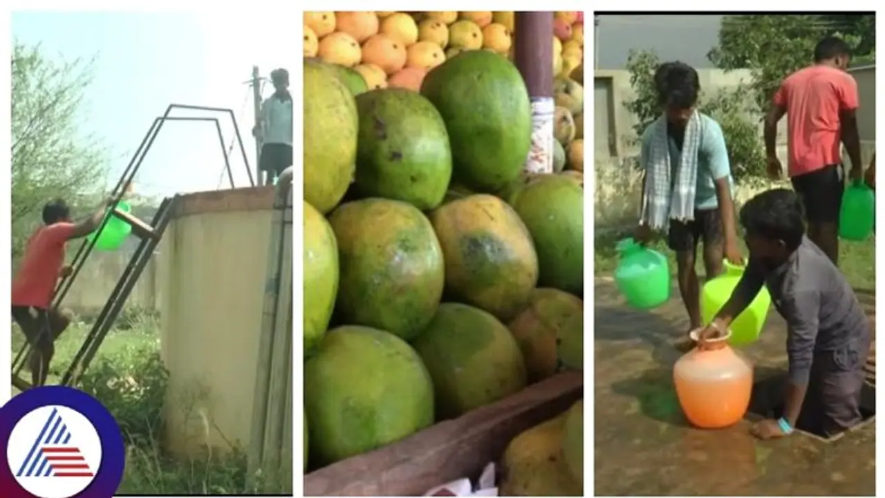 ರಾಜ್ಯದಲ್ಲಿದೆ ಏಷ್ಯಾದ ಅತಿದೊಡ್ಡ ಮಾವು ಮಾರುಕಟ್ಟೆ, ಆದರೆ ಕನಿಷ್ಠ ಮೂಲಭೂತ ಸೌಕರ್ಯವೂ ಇಲ್ಲ!