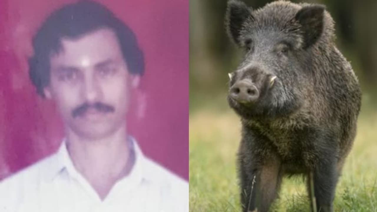 എരുമപ്പെട്ടി വരവൂരിൽ കാട്ടുപന്നിയുടെ ആക്രമണത്തിൽ ഗൃഹനാഥൻ മരിച്ചു എരുമപ്പെട്ടി വരവൂരിൽ കാട്ടുപന്നിയുടെ ആക്രമണത്തിൽ ഗൃഹനാഥൻ മരിച്ചു