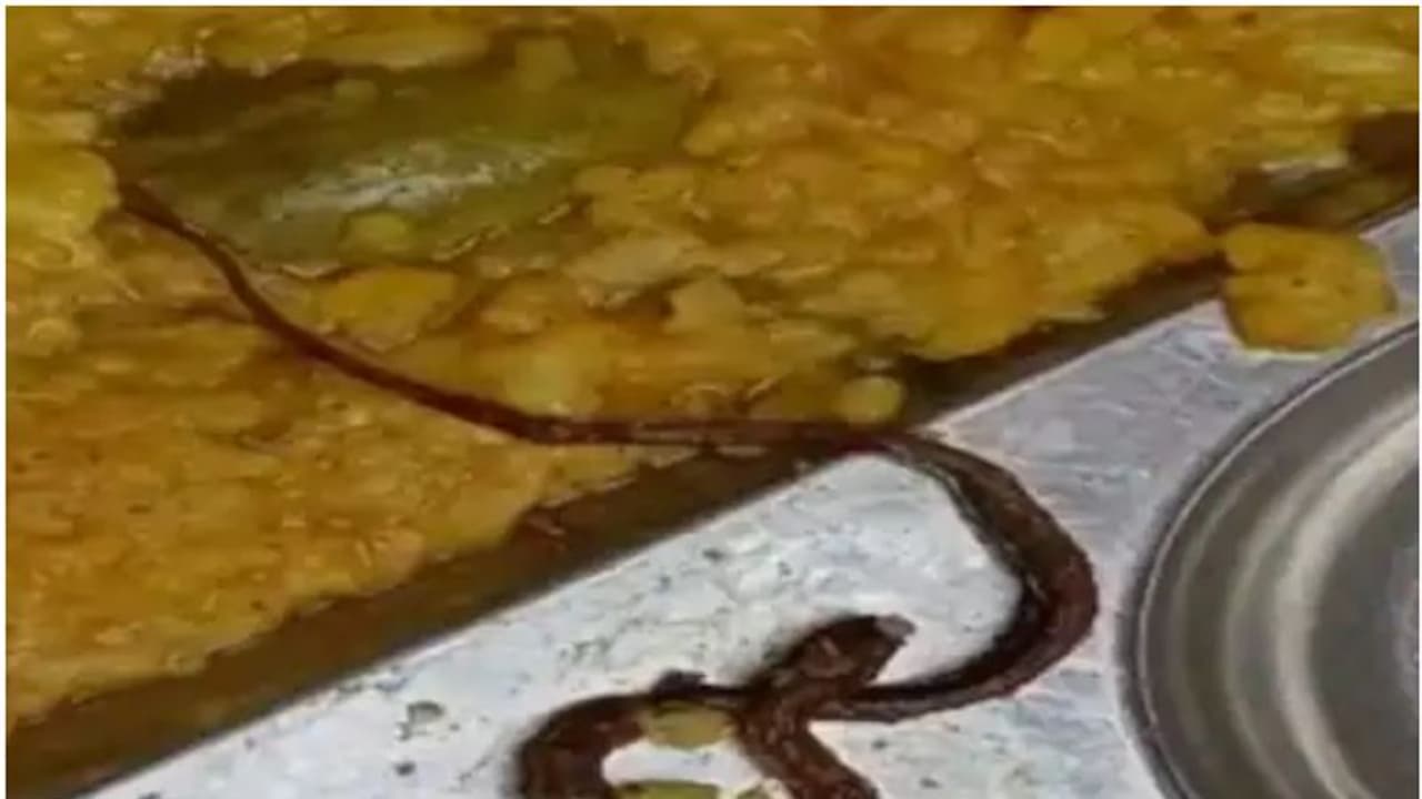 സ്കൂളിലെ ഉച്ചക്കഞ്ഞി കഴിച്ചവർക്ക് ചർദ്ദി, ബോധംകെട്ട് വീണു, നൂറോളം കുട്ടികൾ ആശുപത്രിയിൽ, പരിശോധനയിൽ ചത്ത പാമ്പ് സ്കൂളിലെ ഉച്ചക്കഞ്ഞി കഴിച്ചവർക്ക് ചർദ്ദി, ബോധംകെട്ട് വീണു, നൂറോളം കുട്ടികൾ ആശുപത്രിയിൽ, പരിശോധനയിൽ ചത്ത പാമ്പ്