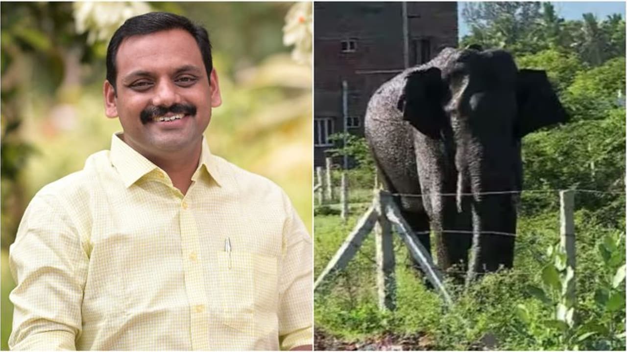 കപട മൃഗസ്‌നേഹികള്‍ വരുത്തിവെച്ച വിന; അരികൊമ്പന്‍ വിഷയത്തില്‍ സര്‍ക്കാരിനും കോടതിക്കും തെറ്റ് പറ്റിയെന്ന് ഡീന്‍