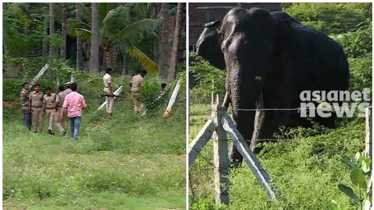 അരിക്കൊമ്പൻ വനത്തിനുള്ളിലേക്ക്; മേഘമല കടുവ സങ്കേതത്തിന്റെ ഉള്ളിലേക്ക് നീങ്ങി അരിക്കൊമ്പൻ വനത്തിനുള്ളിലേക്ക്; മേഘമല കടുവ സങ്കേതത്തിന്റെ ഉള്ളിലേക്ക് നീങ്ങി