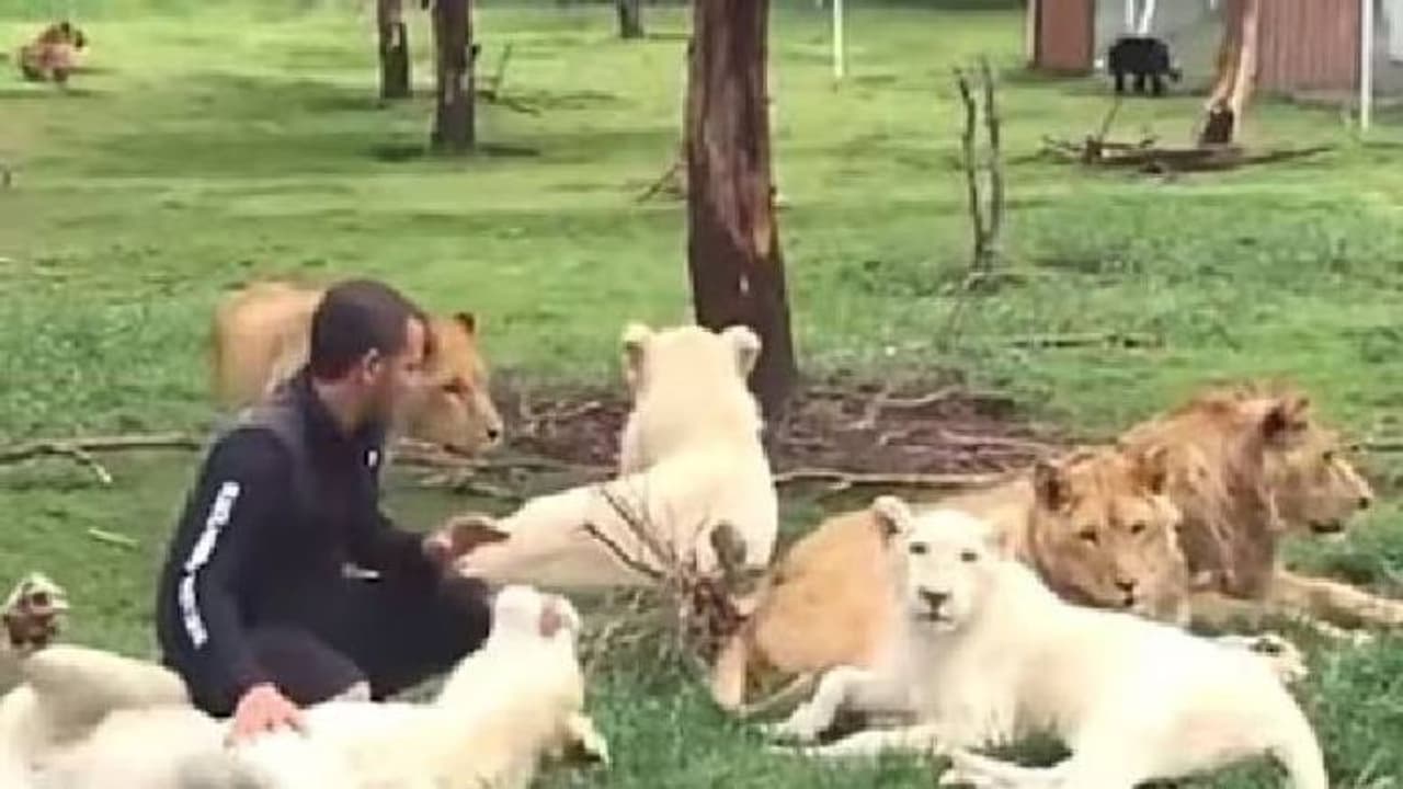 മൃഗശാല ജീവനക്കാരനെ പുള്ളിപ്പുലിയിൽ നിന്ന് രക്ഷിച്ച് കടുവ; വൈറലായി വീഡിയോ മൃഗശാല ജീവനക്കാരനെ പുള്ളിപ്പുലിയിൽ നിന്ന് രക്ഷിച്ച് കടുവ; വൈറലായി വീഡിയോ