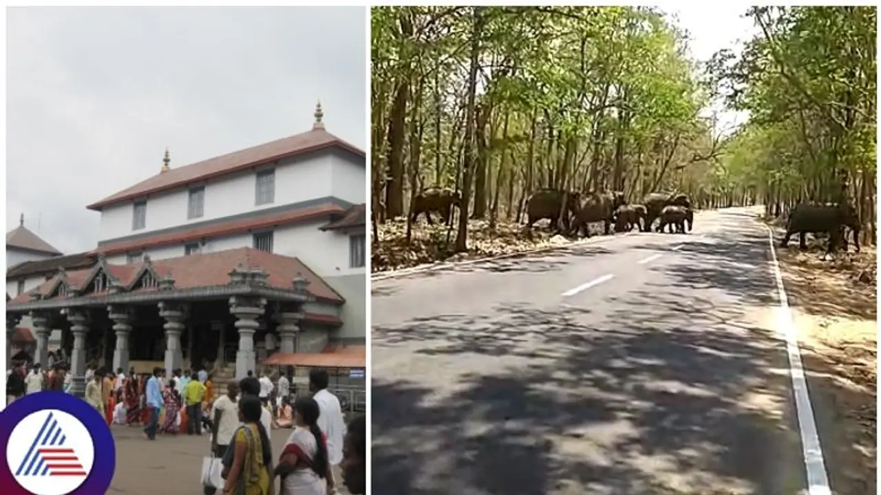 ಧರ್ಮಸ್ಥಳ ಸುಬ್ರಹ್ಮಣ್ಯಕ್ಕೆ ಹೋಗುವವರೇ ಎಚ್ಚರ: ರಸ್ತೆಯಲ್ಲಿಯೇ ಕಾಡಾನೆಗಳ ದಾಳಿ