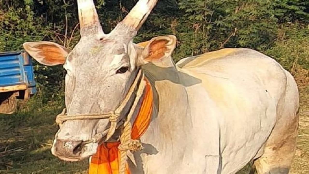 ಶ್ರೀರಂಗಪಟ್ಟಣ: ಹಳ್ಳಿಕಾರ್ ಎತ್ತು 10.25 ಲಕ್ಷಕ್ಕೆ ಮಾರಾಟ, ಕರ್ನಾಟಕದಲ್ಲೇ ದುಬಾರಿ ಬೆಲೆಗೆ ಸೇಲ್..! ಶ್ರೀರಂಗಪಟ್ಟಣ: ಹಳ್ಳಿಕಾರ್ ಎತ್ತು 10.25 ಲಕ್ಷಕ್ಕೆ ಮಾರಾಟ, ಕರ್ನಾಟಕದಲ್ಲೇ ದುಬಾರಿ ಬೆಲೆಗೆ ಸೇಲ್..!