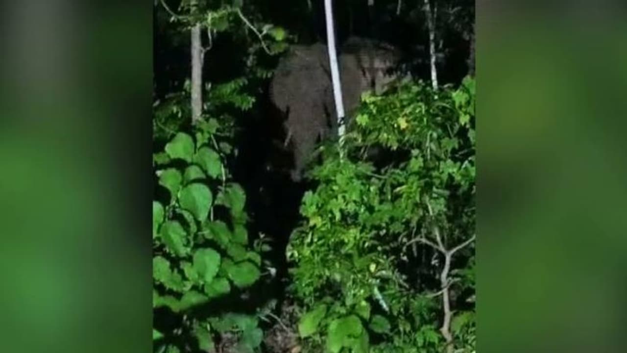 വാഴാനിയിൽ സ്വകാര്യ വ്യക്തിയുടെ വീട്ടുമുറ്റത്ത് കാട്ടാന, പടക്കം പൊട്ടിച്ച് കാടുകയറ്റിയിട്ടും വീണ്ടുമിറങ്ങി