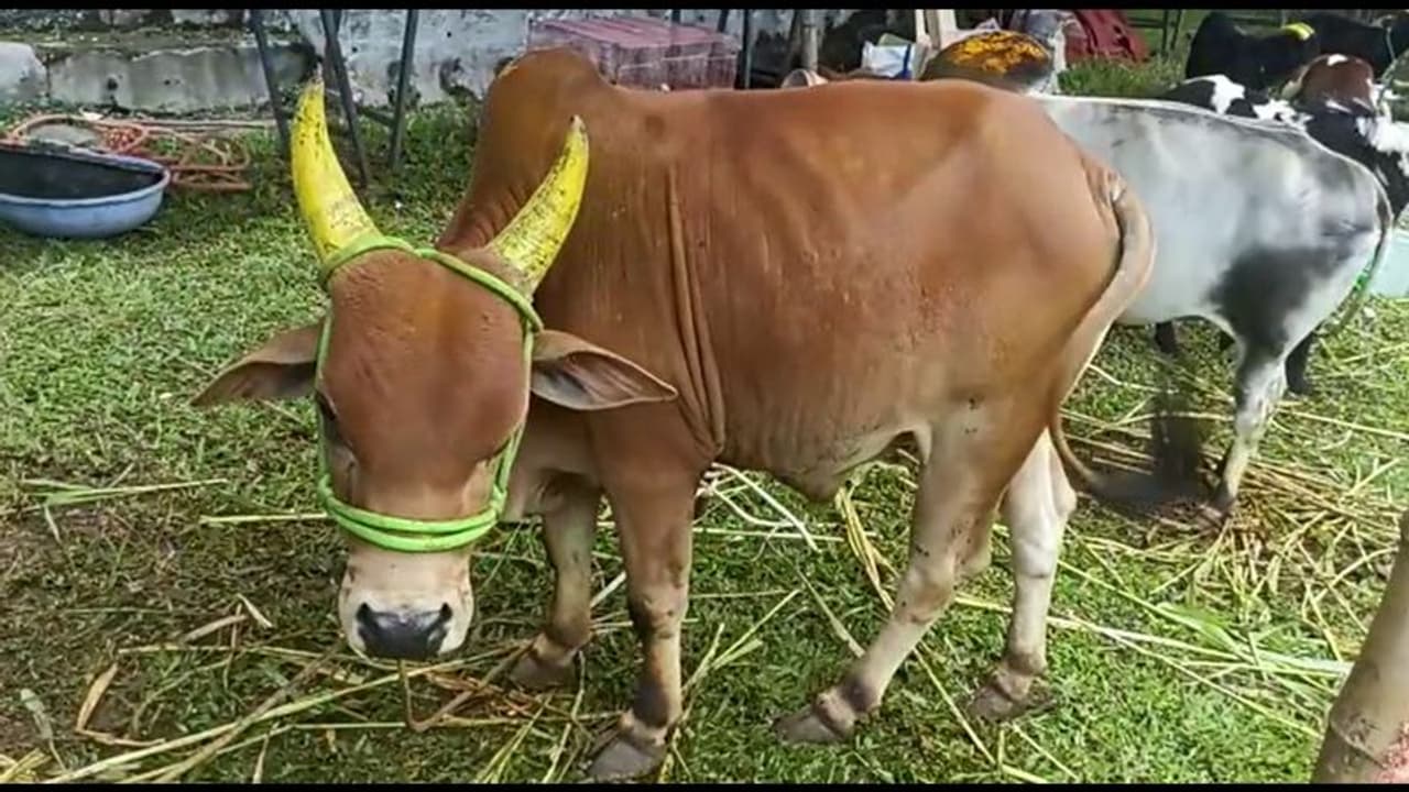 ஏற்காடு கோடை விழாவில் காட்சிபடுத்தப்பட்ட செல்லப்பிராணிகளை கண்டு ரசித்த சுற்றுலா பயணிகள் ஏற்காடு கோடை விழாவில் காட்சிபடுத்தப்பட்ட செல்லப்பிராணிகளை கண்டு ரசித்த சுற்றுலா பயணிகள்