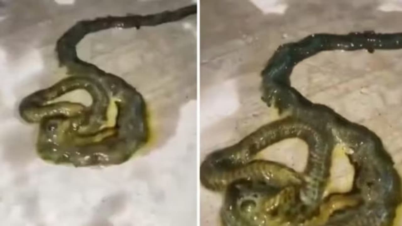 'ഇതെന്ത് ജീവി?'; അറപ്പുളവാക്കുന്ന വീഡിയോയിലെ വിചിത്രമായ ജീവി!