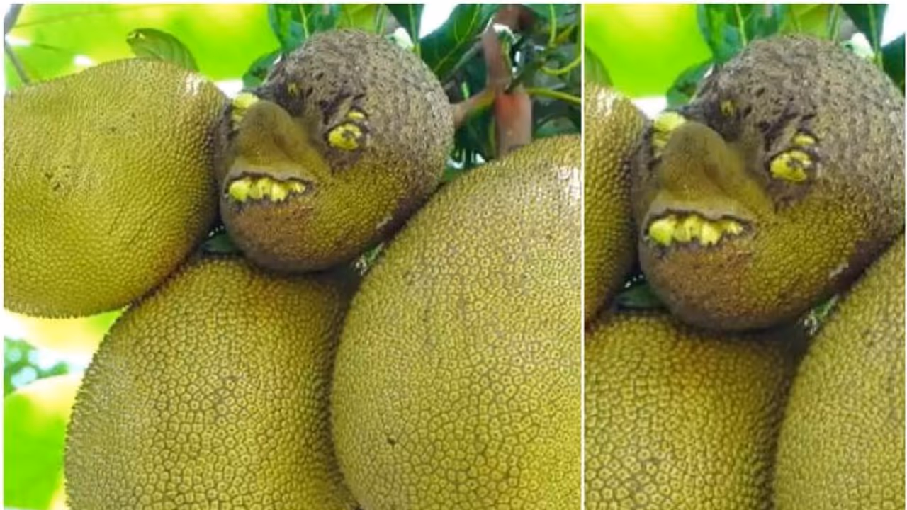 'പല്ല്, കണ്ണ്, മൂക്ക്, നിറഞ്ഞ ചിരി'; മലപ്പുറത്ത് മനുഷ്യനെപ്പോലെ ഒരു ചക്ക, കൗതുക കാഴ്ച...