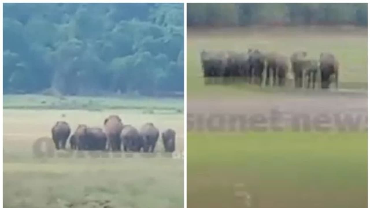 മലമ്പുഴയിൽ ഡാമിൽ വെള്ളം കുടിക്കാൻ കാട്ടാനക്കൂട്ടം: പന്ത്രണ്ടോളം ആനകൾ, കൂട്ടത്തിലൊരു കുട്ടിയാനയും