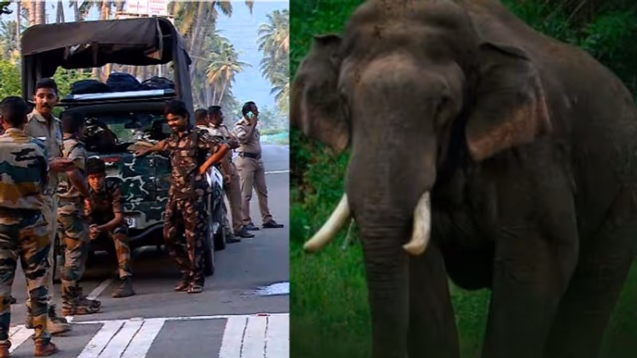 അരിക്കൊമ്പനെ പിടിക്കാൻ അഞ്ചംഗ ആദിവാസി സംഘത്തെ നിയോഗിച്ച് തമിഴ്‌നാട് വനം വകുപ്പ്