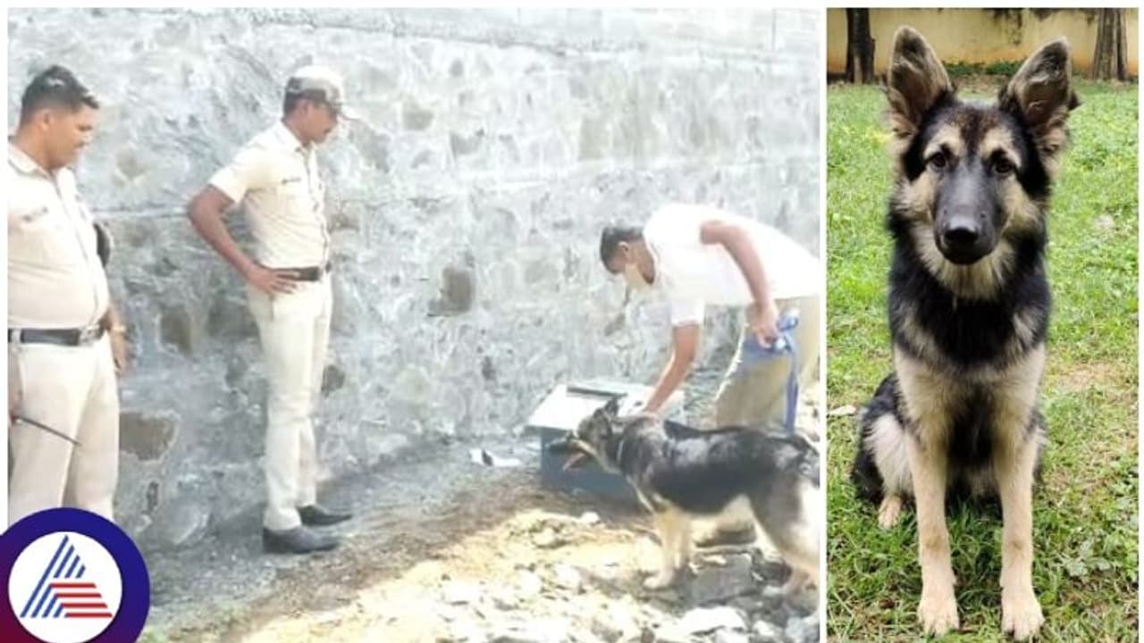 ಕಳ್ಳರು ಕದ್ದೊಯ್ದ ಹಣದ ಪೆಟ್ಟಿಗೆ ಕ್ಷಣಾರ್ಧದಲ್ಲಿ ಪತ್ತೆ ಮಾಡಿದ ಪೊಲೀಸ್‌ ಶ್ವಾನ ರೂಬಿ