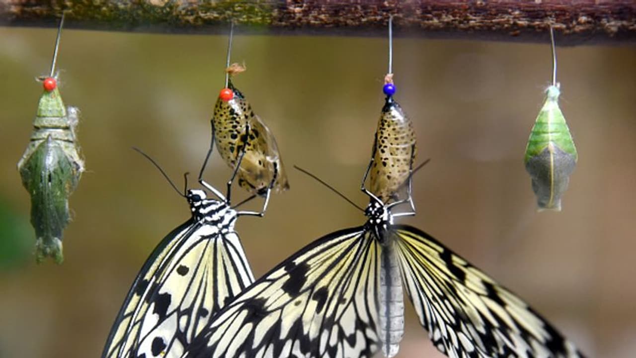 യൂറോപ്പില്‍ പൂമ്പാറ്റകള്‍ കുറയുന്നു; സംരക്ഷിച്ചില്ലെങ്കില്‍ ആവാസവ്യവസ്ഥയില്‍ വലിയ മാറ്റമെന്ന് പഠനം 