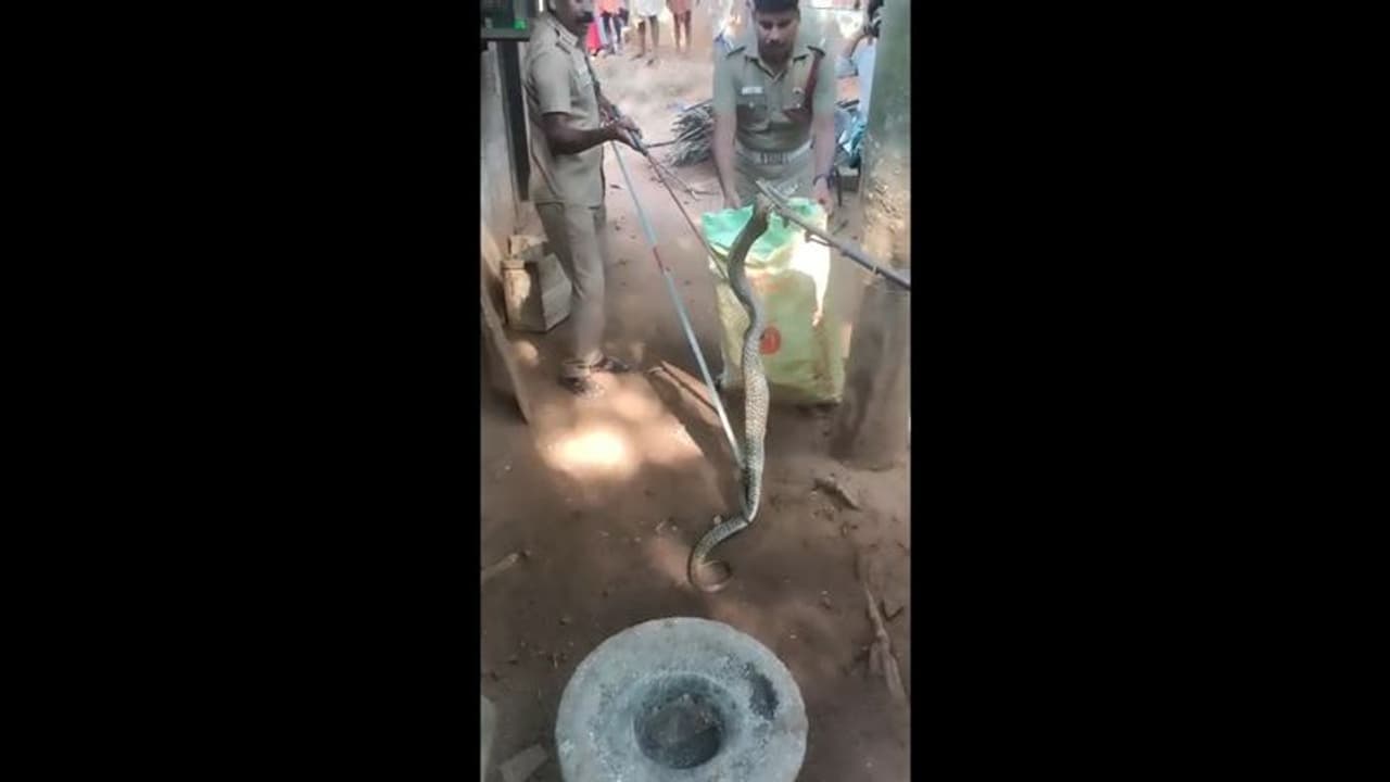 முயலை விழுங்கிவிட்டு நகர முடியாமல் ஒய்யாரமாக ஓய்வெடுத்த பாம்பு; வீட்டு உரிமையாளர் ஷாக் முயலை விழுங்கிவிட்டு நகர முடியாமல் ஒய்யாரமாக ஓய்வெடுத்த பாம்பு; வீட்டு உரிமையாளர் ஷாக்