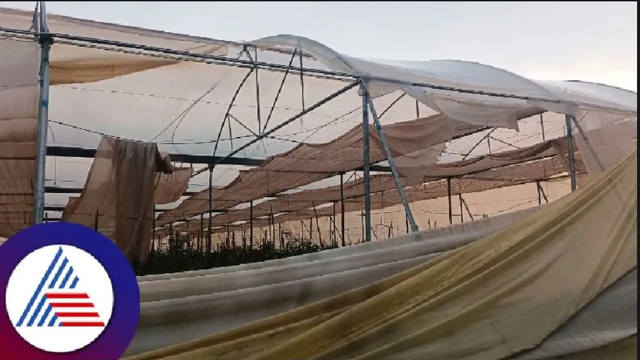 ಕೋಲಾರ: ಭಾರೀ ಮಳೆ, ಗಾಳಿಗೆ ನೆಲಕಚ್ಚಿದ ಮಾವು, ತರಕಾರಿ! ಕೋಲಾರ: ಭಾರೀ ಮಳೆ, ಗಾಳಿಗೆ ನೆಲಕಚ್ಚಿದ ಮಾವು, ತರಕಾರಿ!