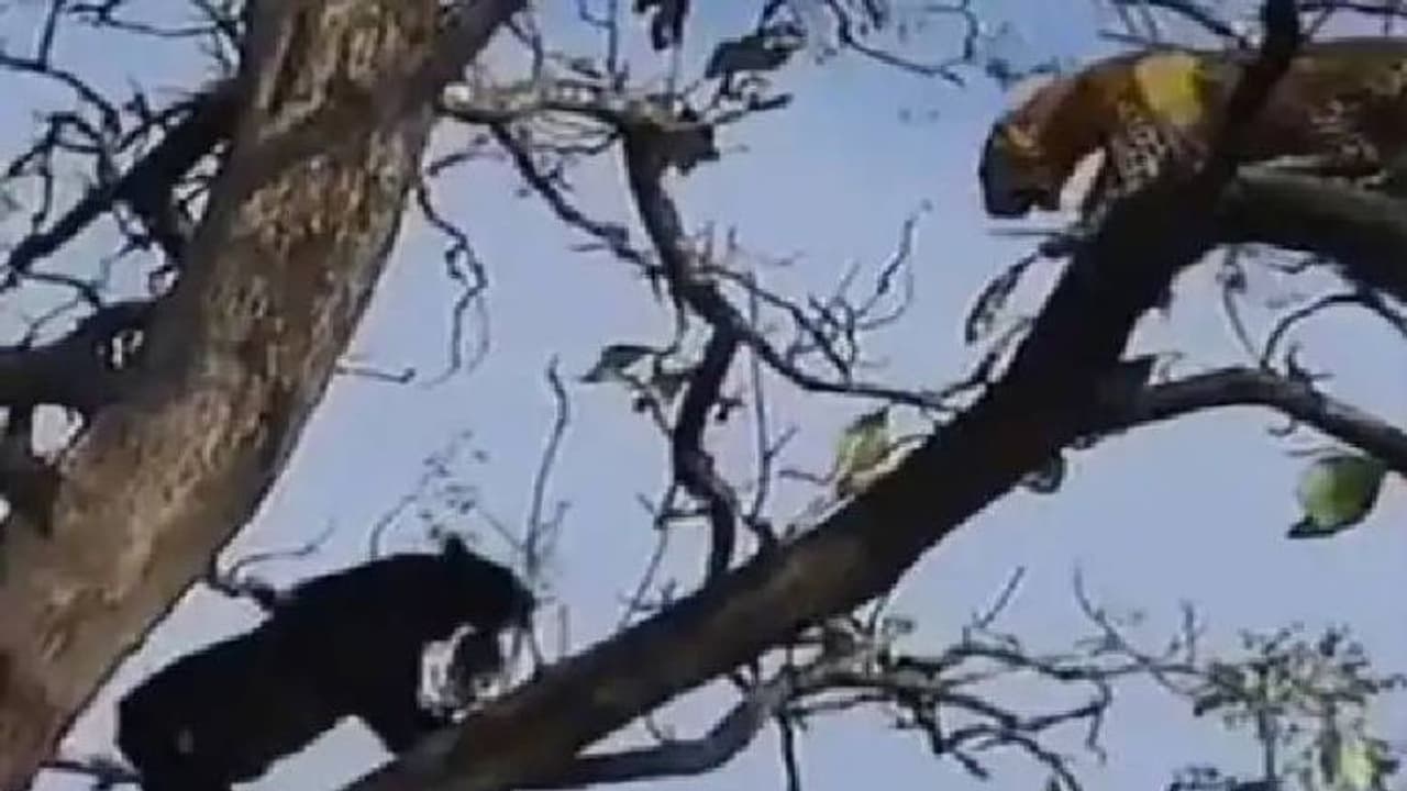 Viral video : ഒരേ സ്ഥലത്തിന് വേണ്ടി പുലിയും കരിംപുലിയും, ആര് ജയിക്കും? വീഡിയോ