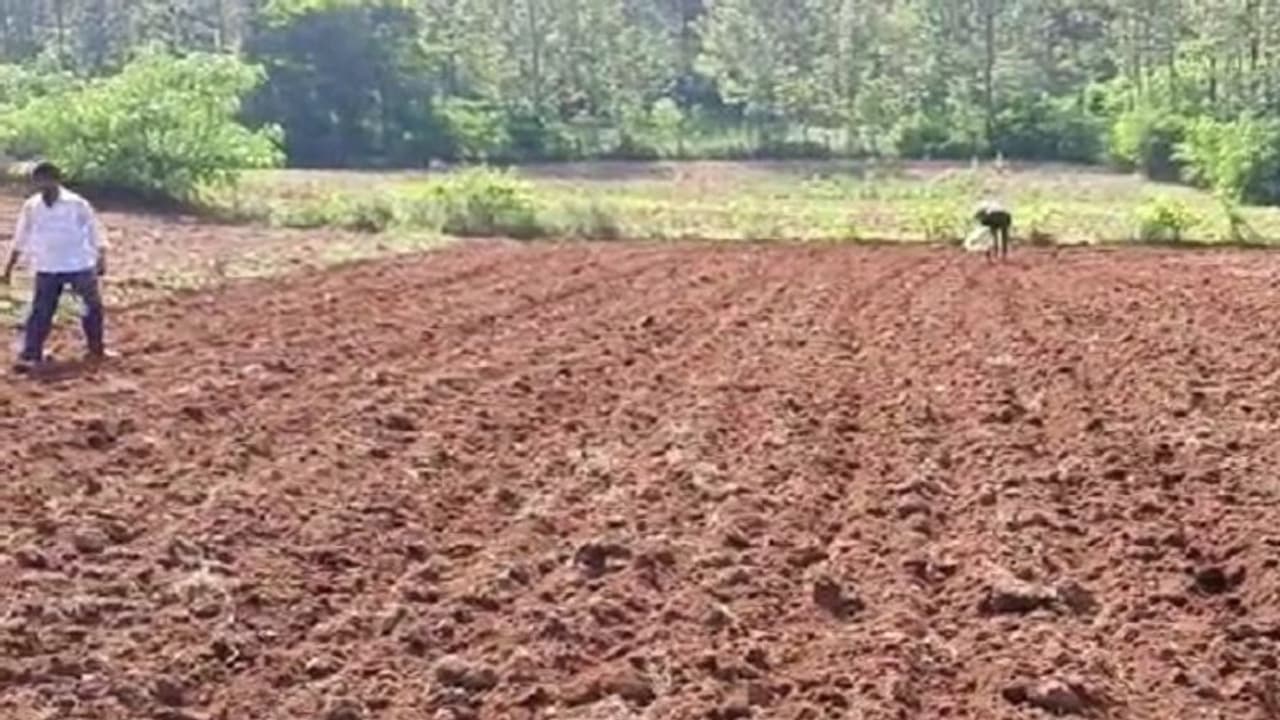 ಚಿಕ್ಕಮಗಳೂರು: ಆಲೂಗೆಡ್ಡೆ ಬೆಳೆ ಮೇಲೆ ಟ್ರ್ಯಾಕ್ಟರ್ ಚಲಾಯಿಸಿದ ರೈತ..! ಚಿಕ್ಕಮಗಳೂರು: ಆಲೂಗೆಡ್ಡೆ ಬೆಳೆ ಮೇಲೆ ಟ್ರ್ಯಾಕ್ಟರ್ ಚಲಾಯಿಸಿದ ರೈತ..!