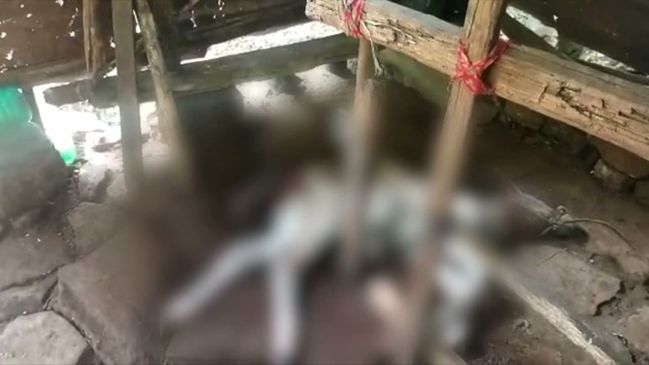 പാലപ്പള്ളിയിലെ ജനത്തെ ഭീതിയിലാഴ്ത്തി വീണ്ടും പുലിയിറങ്ങി; തൊഴുത്തിൽ കയറി പശുക്കുട്ടിയെ കൊന്നു പാലപ്പള്ളിയിലെ ജനത്തെ ഭീതിയിലാഴ്ത്തി വീണ്ടും പുലിയിറങ്ങി; തൊഴുത്തിൽ കയറി പശുക്കുട്ടിയെ കൊന്നു