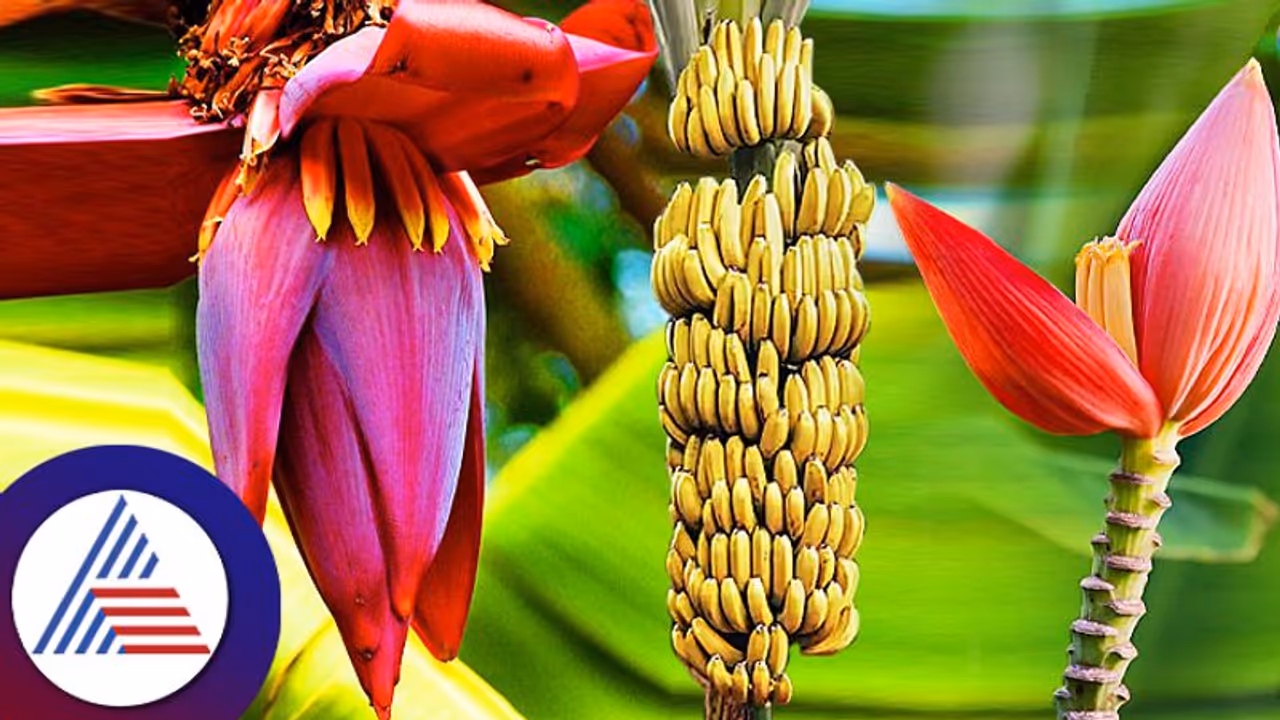 Healthy Food : ಬಾಳಿಹಣ್ಣಿನ ಹೂವಿಗೆ ಮೂಡ್ ಬೂಸ್ತರ್ ಅಂತಾರೆ! ಹೇಗೆ ಬಳಸೋದು ಇದನ್ನು!