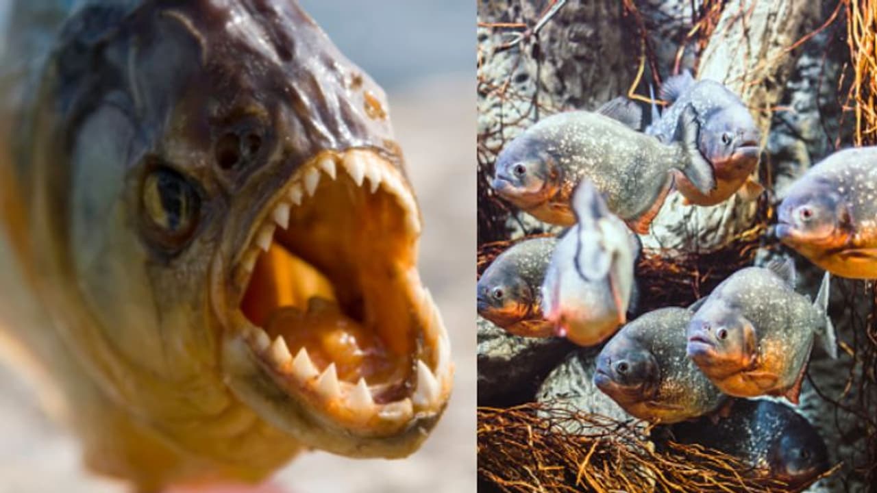 വെള്ളച്ചാലില്‍ അവധി ആഘോഷത്തിനിറങ്ങി, സഞ്ചാരികളെ വളഞ്ഞിട്ട് ആക്രമിച്ച് പിരാനക്കൂട്ടം