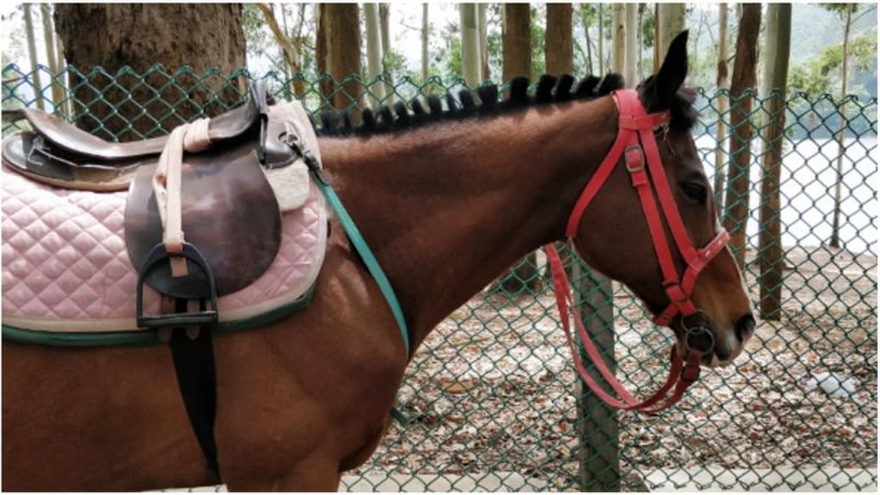 ഗതാഗതക്കുരുക്കും അപകട സാധ്യതയും; മൂന്നാറിലെ അനധികൃത കുതിരസവാരികള്‍ക്കെതിരെ നടപടി