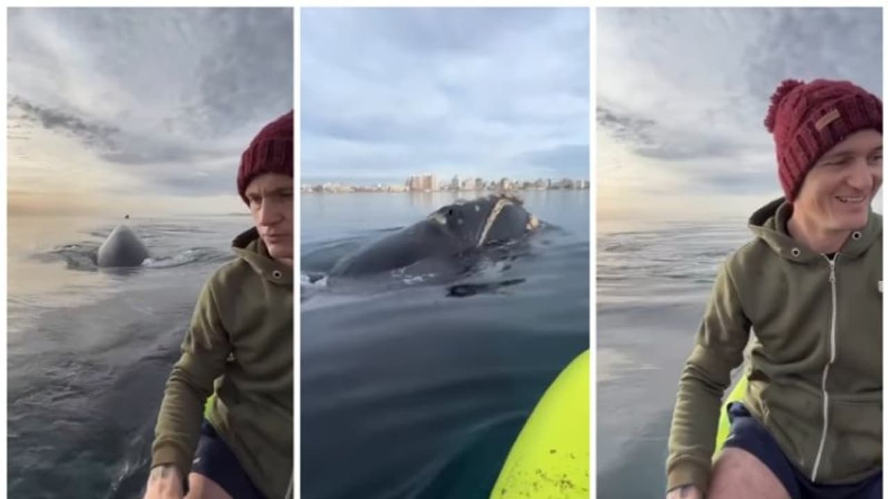 രണ്ട് പേര്‍ക്ക് മാത്രമിരിക്കാവുന്ന തോണി, ചുറ്റം തിമിംഗലങ്ങള്‍ എന്ത് ചെയ്യും? ഒരു വൈറല്‍ വീഡിയോ 