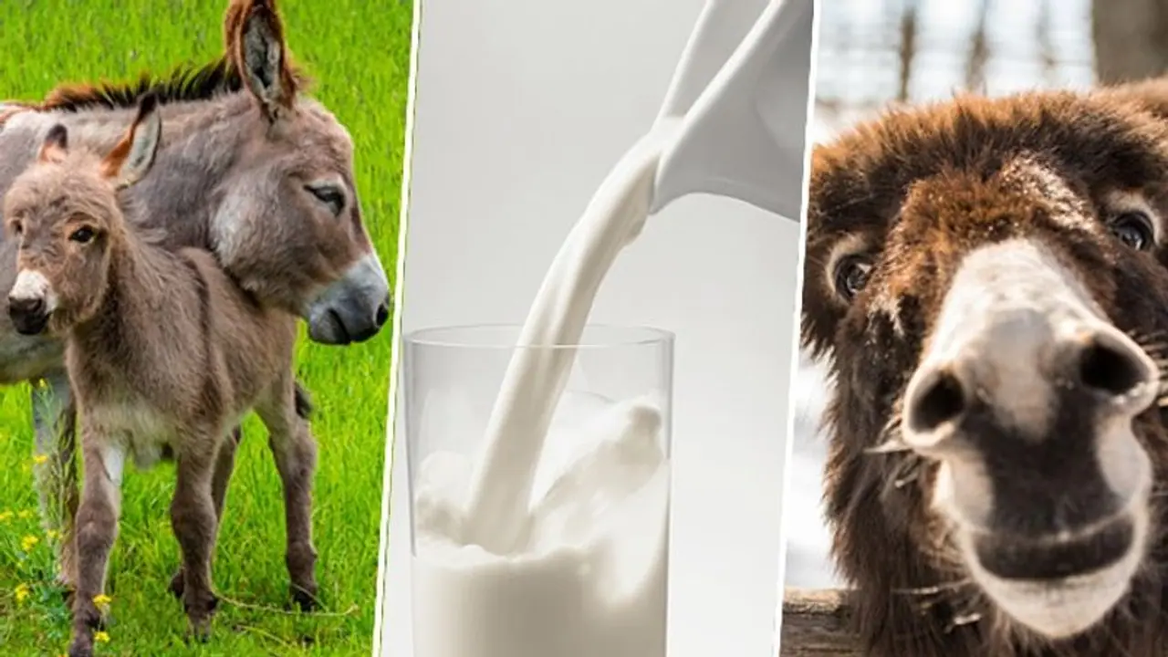 World Milk Day 2023: Know about Donkey milk, it's skin and health benefits World Milk Day 2023: Know about Donkey milk, it's skin and health benefits