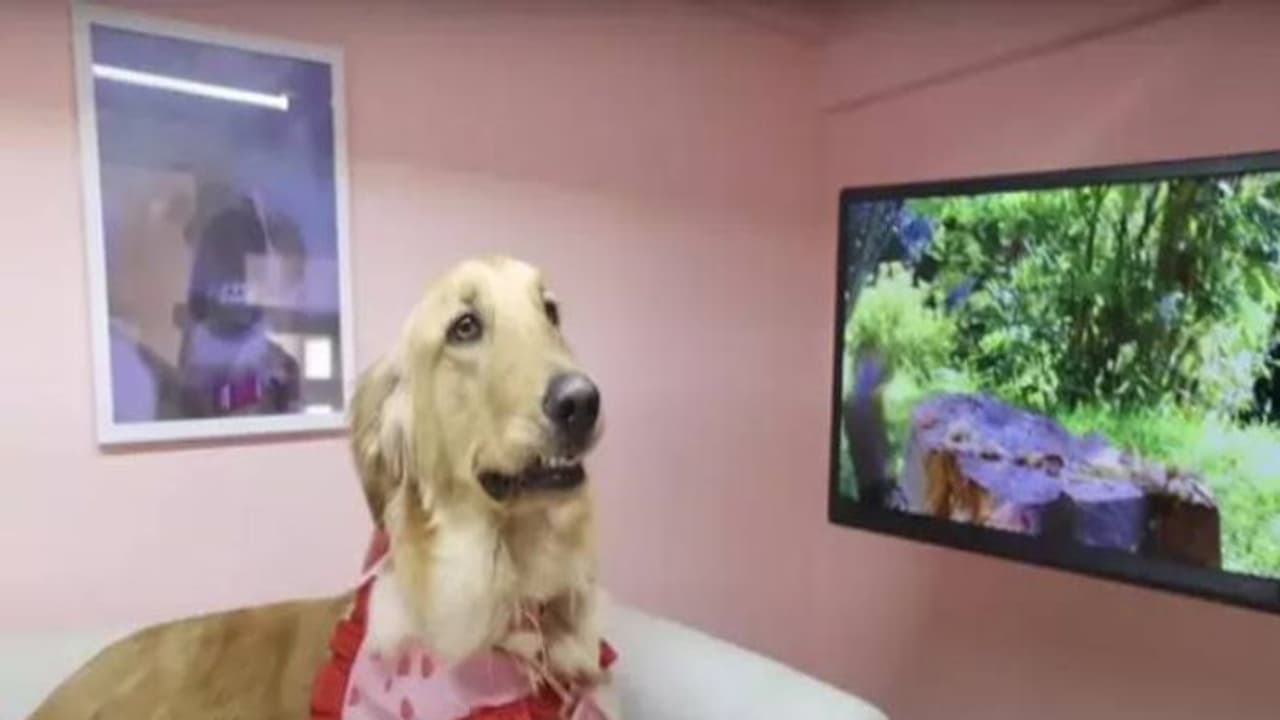 നായയ്‍ക്ക് വേണ്ടി 16 ലക്ഷത്തിന്റെ വീട്, ഉള്ളിൽ ഫ്രിഡ്ജ്, ടിവി അടക്കം സൗകര്യങ്ങൾ