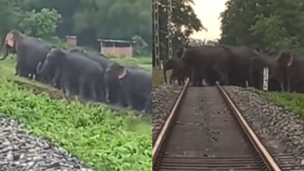 ആനകള്‍ക്ക് റെയില്‍വേ പാളം മുറിച്ചുകടക്കാൻ തയ്യാറാക്കിയ സംവിധാനം; വീഡിയോ...