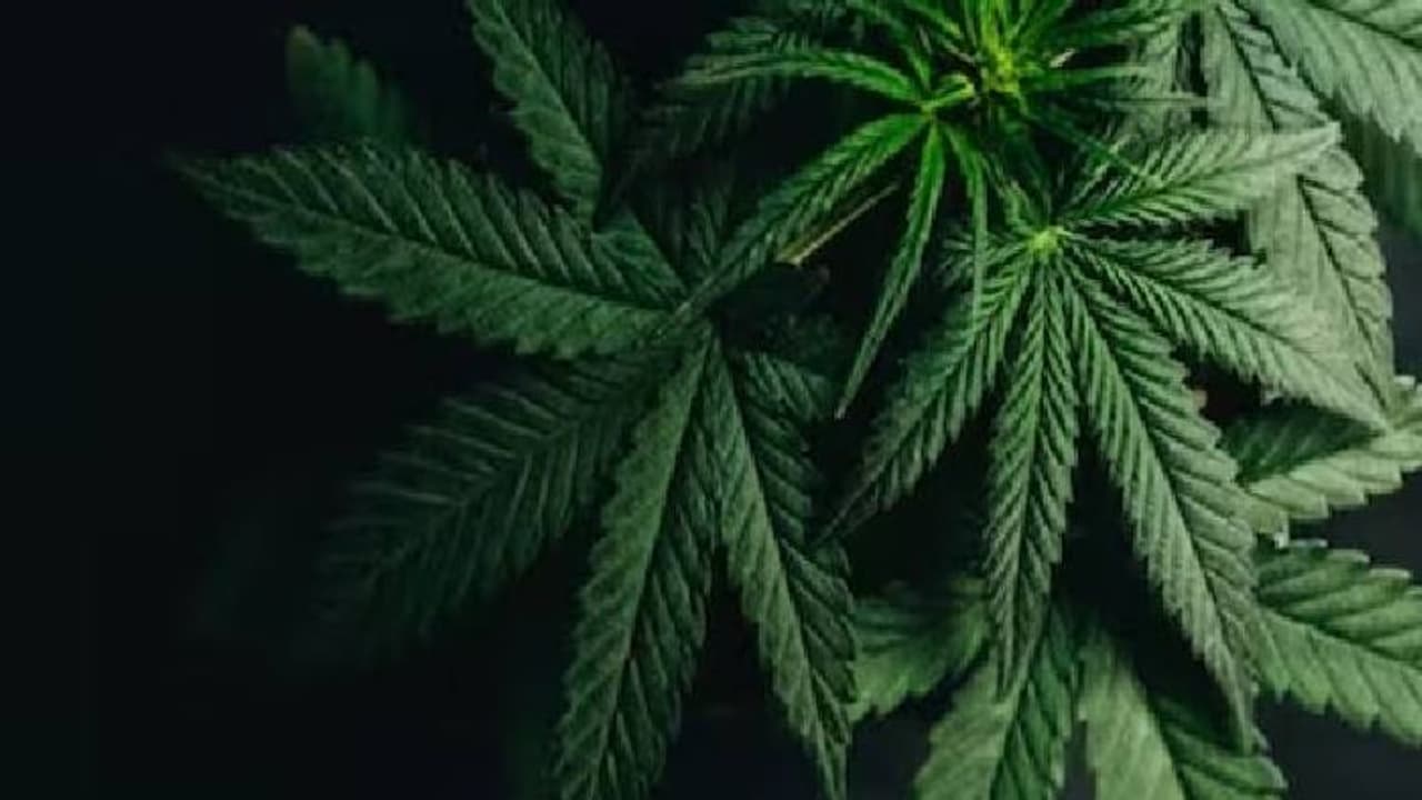 അച്ഛൻ കഞ്ചാവ് ചേർത്ത ബിസ്ക്കറ്റ് നൽകി; 11 വയസ്സുകാരി ആശുപത്രിയിൽ