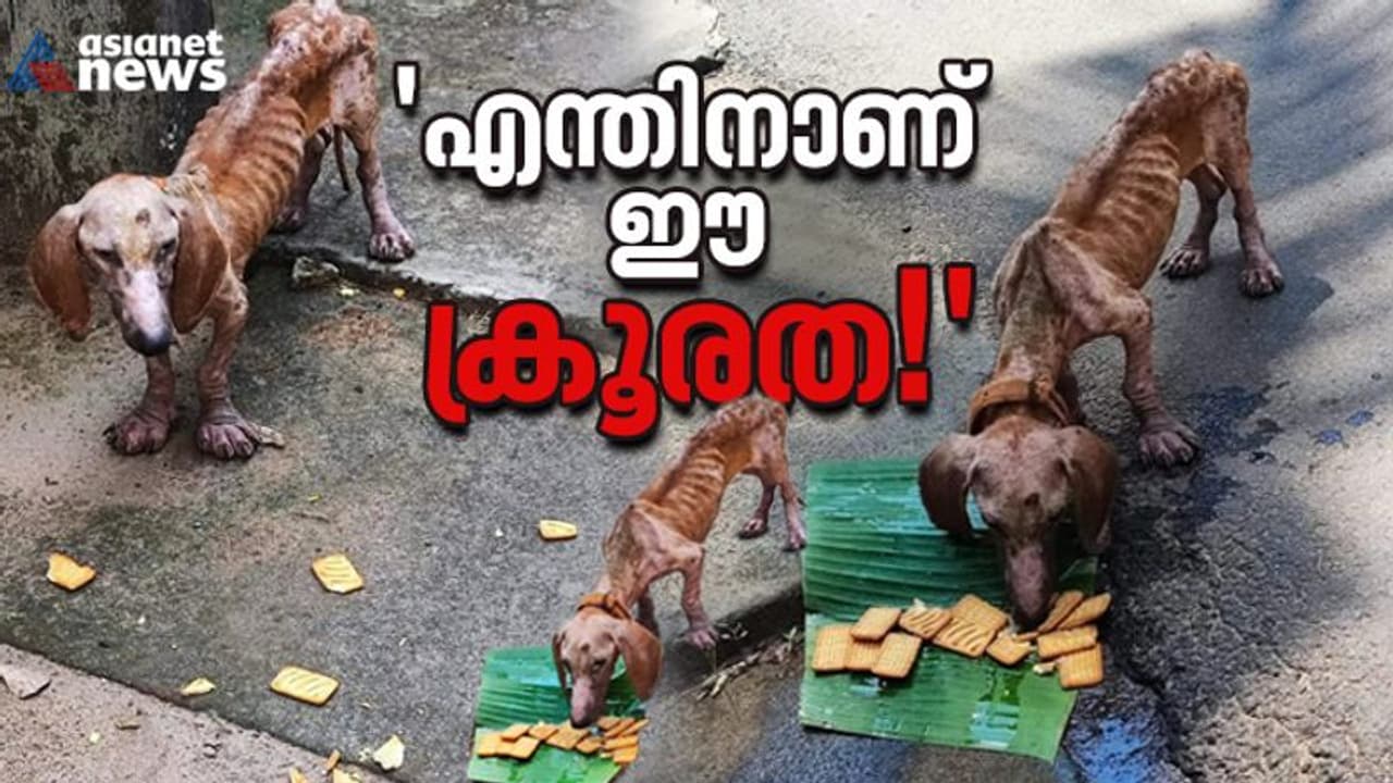 എത്ര വില കൊടുത്തും വാങ്ങും; രോമം കൊഴിഞ്ഞ് 'ഭംഗി' പോകുമ്പോള്‍ വലിച്ചെറിയും തെരുവിലേക്ക്...