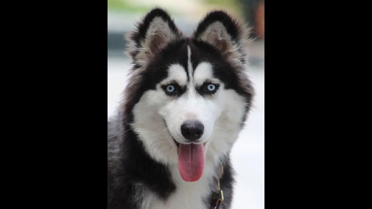 Bengaluru: Police locate blind Husky within a week of its missing complaint