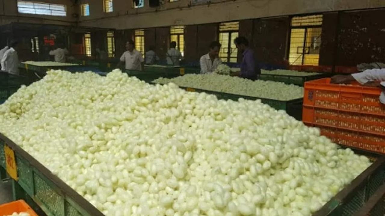 Kolar: ಏಕಾಏಕಿ ಕುಸಿತ ಕಂಡ ರೇಷ್ಮೆ ಗೂಡಿನ ಧಾರಣೆ: ಕಂಗಾಲಾದ ರೇಷ್ಮೆ ಬೆಳೆಗಾರರು Kolar: ಏಕಾಏಕಿ ಕುಸಿತ ಕಂಡ ರೇಷ್ಮೆ ಗೂಡಿನ ಧಾರಣೆ: ಕಂಗಾಲಾದ ರೇಷ್ಮೆ ಬೆಳೆಗಾರರು