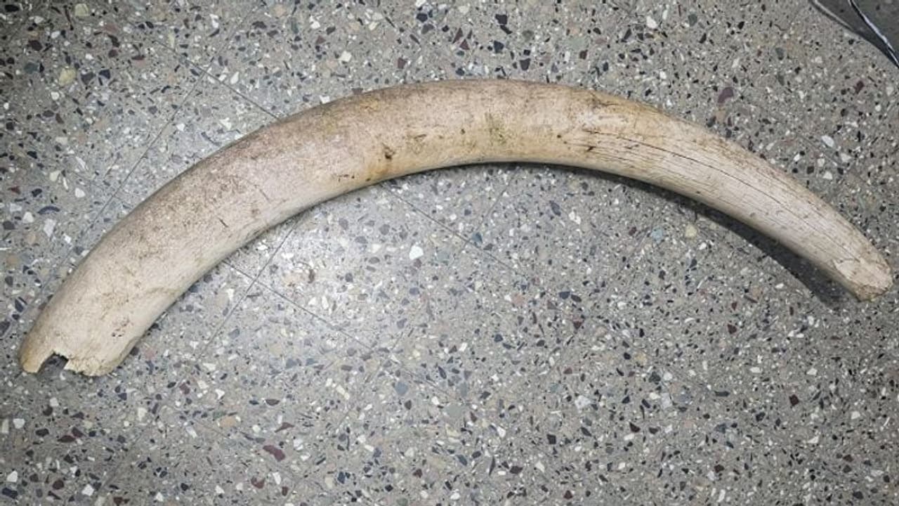 ಬೆಂಗ್ಳೂರಲ್ಲಿ ಆನೆ ದಂತ ಮಾರಾಟಕ್ಕೆ ಯತ್ನ, ಇಬ್ಬರ ಬಂಧನ ಬೆಂಗ್ಳೂರಲ್ಲಿ ಆನೆ ದಂತ ಮಾರಾಟಕ್ಕೆ ಯತ್ನ, ಇಬ್ಬರ ಬಂಧನ