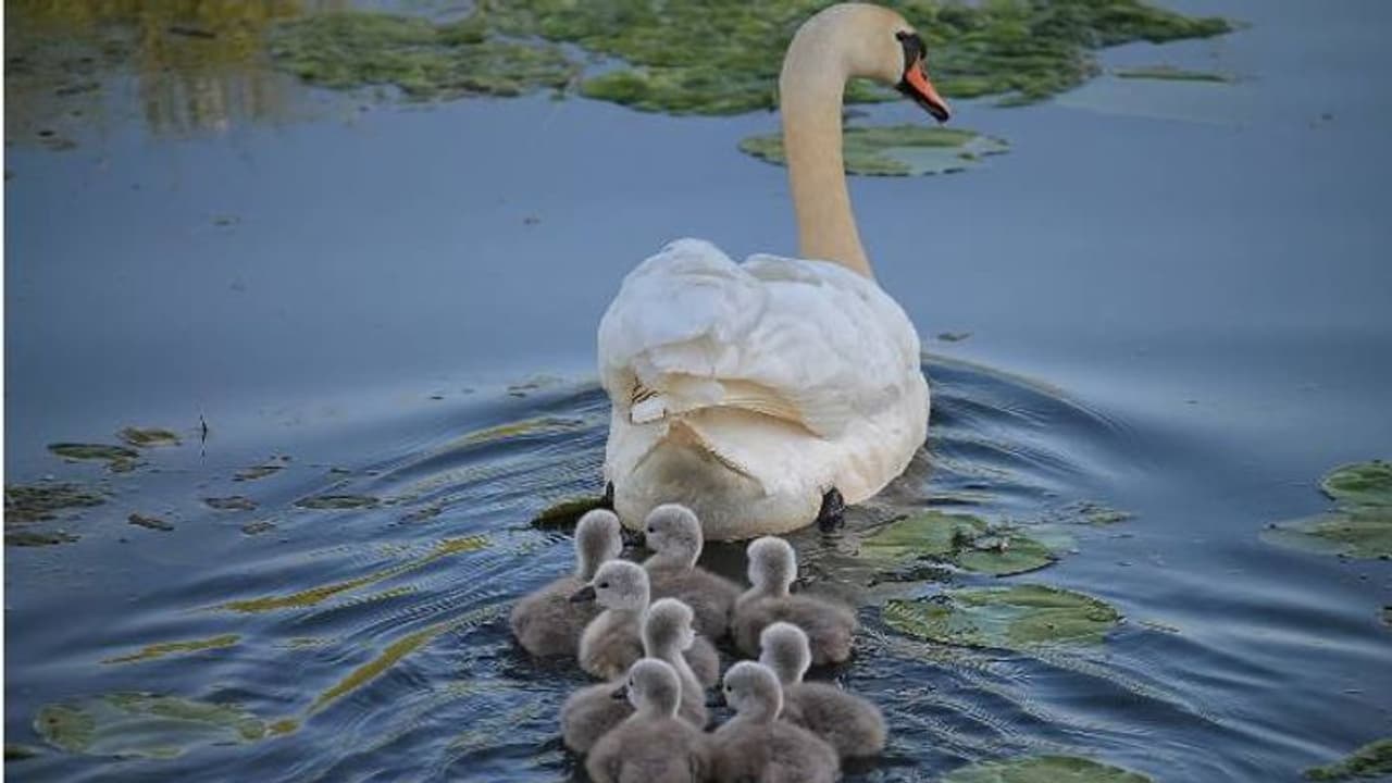 താറാവാണ് എന്ന് കരുതി ഗ്രാമക്കാരുടെ അരയന്നത്തെ കറി വച്ച് കഴിച്ചു, കൗമാരക്കാർ അറസ്റ്റിൽ താറാവാണ് എന്ന് കരുതി ഗ്രാമക്കാരുടെ അരയന്നത്തെ കറി വച്ച് കഴിച്ചു, കൗമാരക്കാർ അറസ്റ്റിൽ
