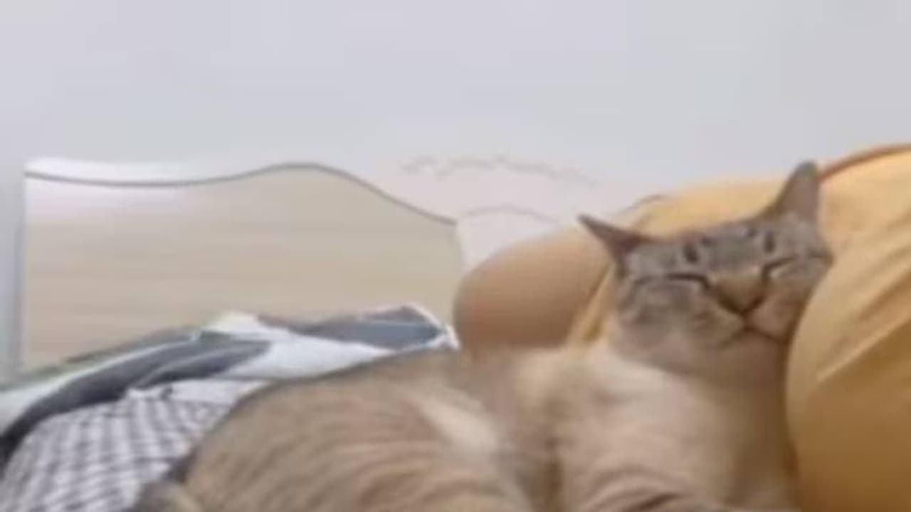 ഉടമ ഗർഭിണിയാണെന്ന് അറിഞ്ഞപ്പോൾ പൂച്ചക്കുട്ടി ചെയ്തത്, വൈറലായി വീഡിയോ ഉടമ ഗർഭിണിയാണെന്ന് അറിഞ്ഞപ്പോൾ പൂച്ചക്കുട്ടി ചെയ്തത്, വൈറലായി വീഡിയോ