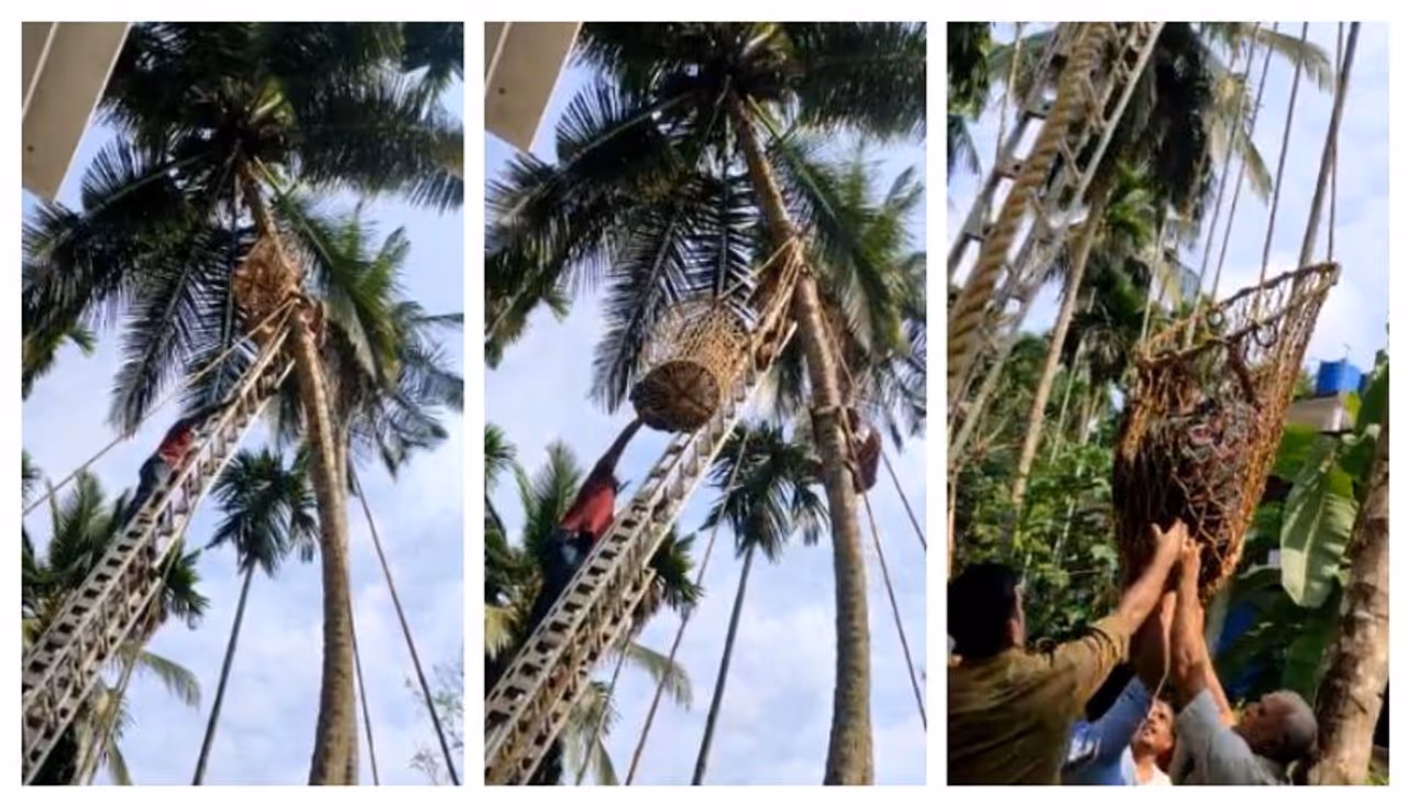 തേങ്ങ തലയിൽ വീണു, തൊഴിലാളി തലകീഴായി തെങ്ങുകയറ്റ മെഷീനിൽ കുടുങ്ങിക്കിടന്നു, ഫയർഫോഴ്സെത്തി താഴെയിറക്കി; വീഡിയോ