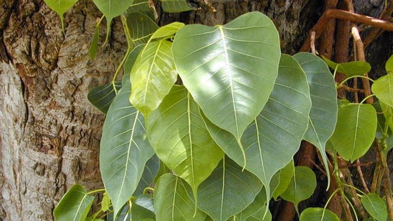 ಕಂಕಣ ಭಾಗ್ಯ ಕೂಡಿ ಬರುತ್ತಿಲ್ಲವೇ?: ಅಶ್ವತ್ಥ ವೃಕ್ಷವನ್ನು ನಿತ್ಯ ಪೂಜಿಸಿ ಸುಖ ಸಂಸಾರ ನಡೆಸಿ...