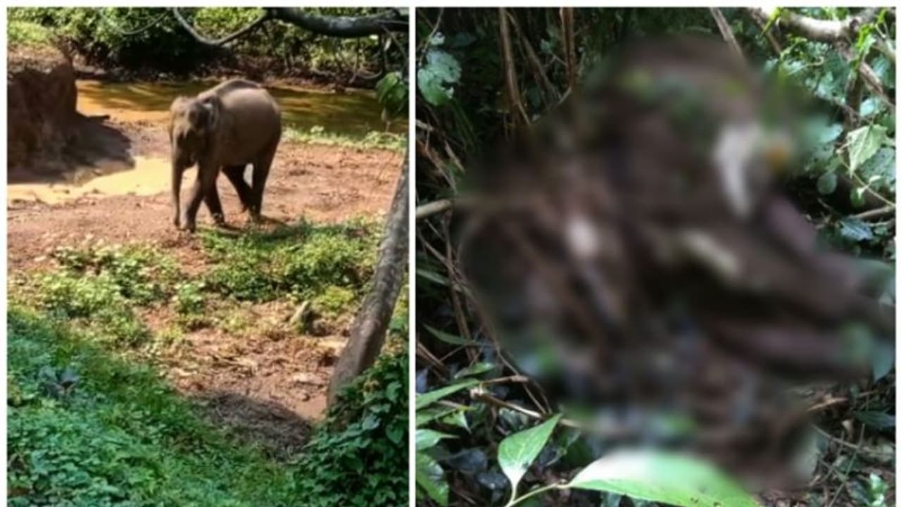 ആറളം ഫാമില്‍ അവശനിലയിൽ അലഞ്ഞുതിരിഞ്ഞ് നടന്നിരുന്ന കുട്ടിയാന ചരിഞ്ഞു