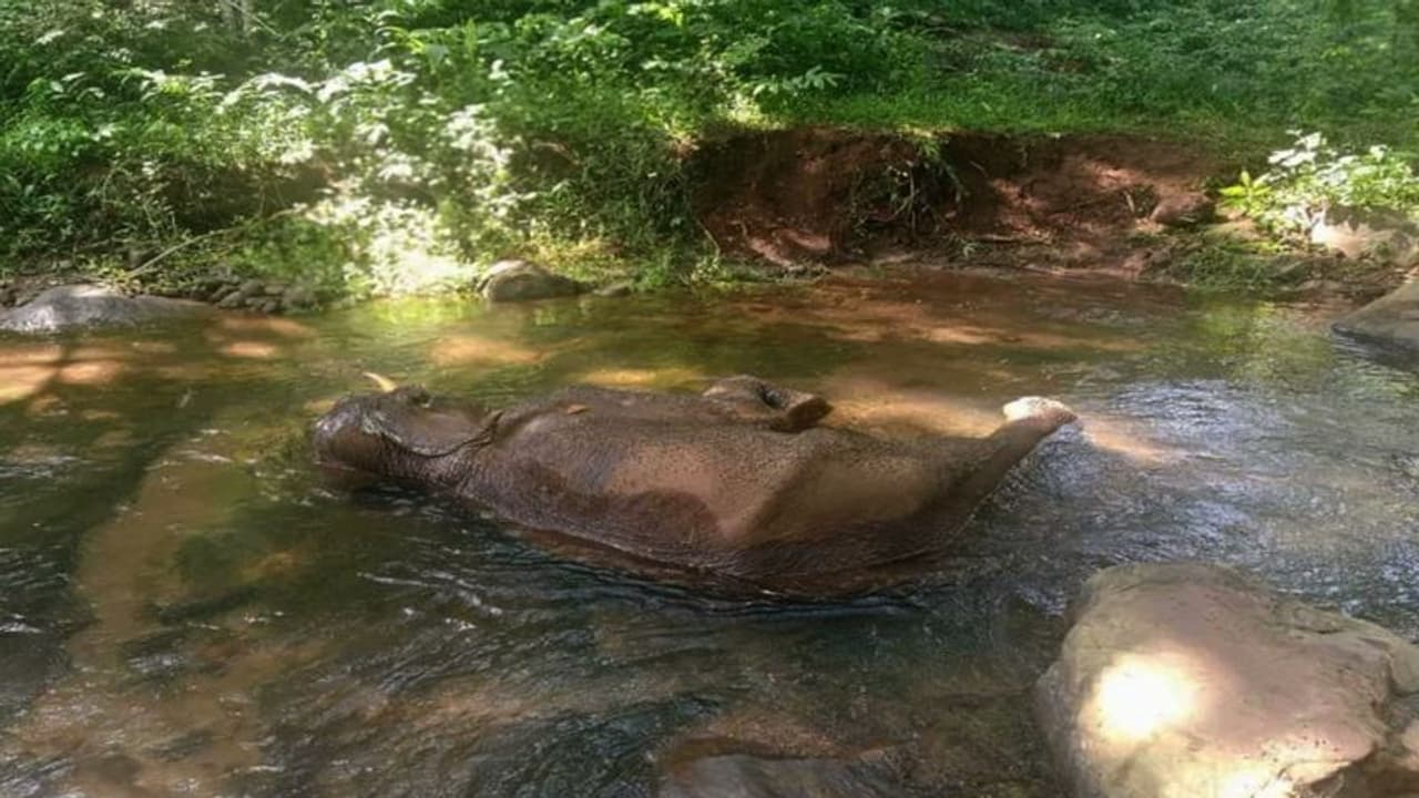 കോന്നിയിൽ കാട്ടാനയെ ചരിഞ്ഞ നിലയിൽ കണ്ടെത്തി, വായിൽ 15 ദിവസം പഴക്കമുള്ള മുറിവ്, പടക്കം കടിച്ചതെന്ന് നി​ഗമനം