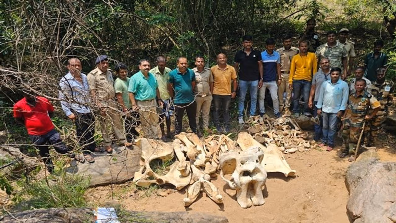 ಬೆಂಗಳೂರು: ದಂತ ಕಳ್ಳತನವಾಗಿದ್ದ ಮೃತ ಆನೆಯ ಅವಶೇಷ ಪತ್ತೆ