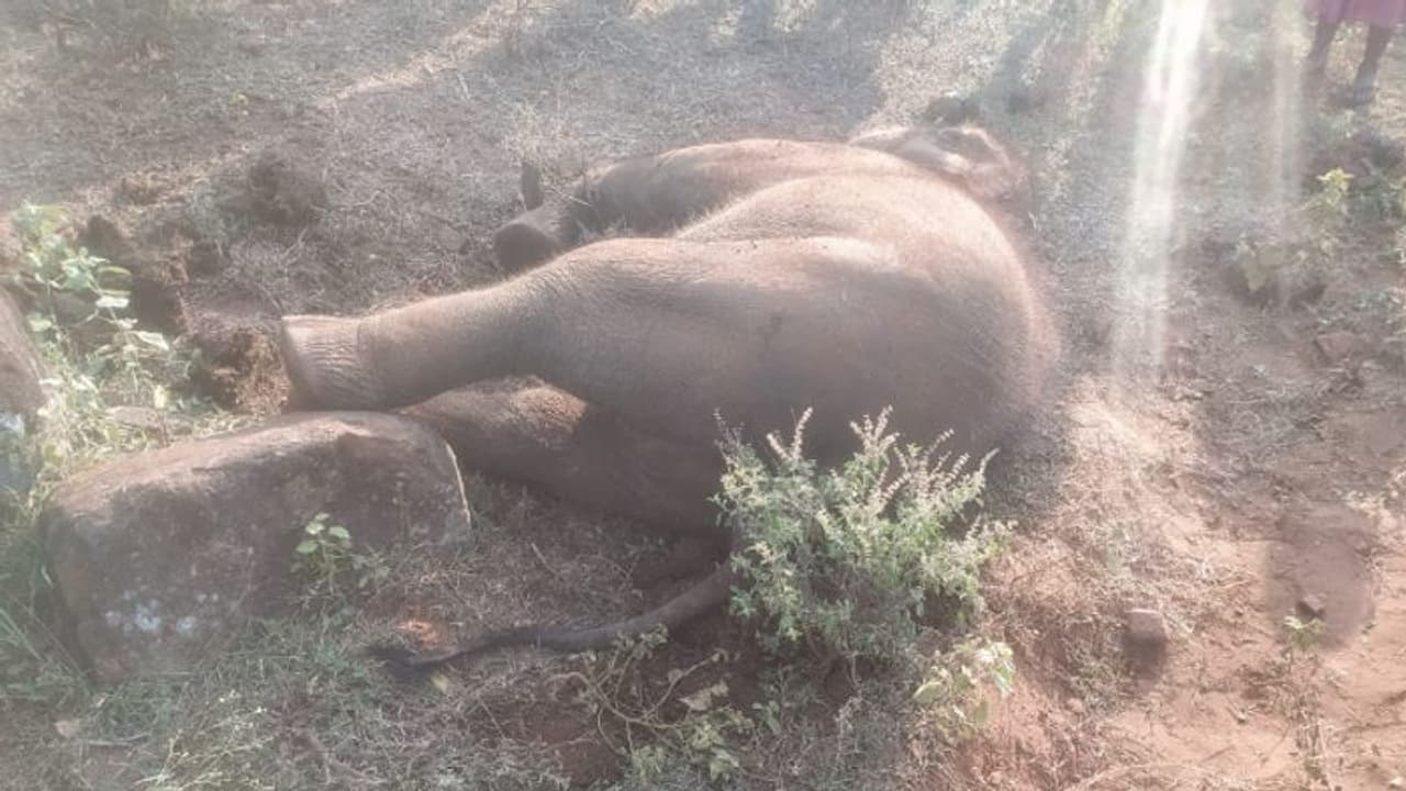 അട്ടപ്പാടിയില്‍ ഏറ്റുമുട്ടി കാട്ടാനകള്‍, കുട്ടിയാന ചരിഞ്ഞു