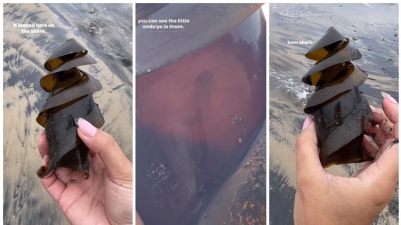 തീരത്ത് നിന്ന് ലഭിച്ചത് 'സ്രാവിന്‍റെ മുട്ട' ! വീഡിയോ കണ്ട് കണ്ണ് തള്ളി നെറ്റിസണ്‍സ് 