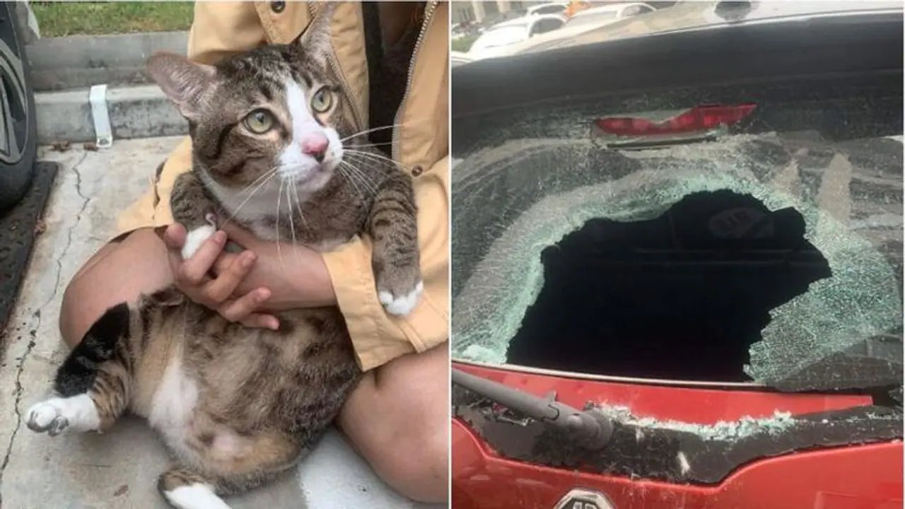 6ನೇ ಮಹಡಿಯಿಂದ ಬಿದ್ದು ಬದುಕುಳಿದ ಬೆಕ್ಕು : ಕಾರಿನ ಗಾಜು ಪುಡಿ ಪುಡಿ 6ನೇ ಮಹಡಿಯಿಂದ ಬಿದ್ದು ಬದುಕುಳಿದ ಬೆಕ್ಕು : ಕಾರಿನ ಗಾಜು ಪುಡಿ ಪುಡಿ