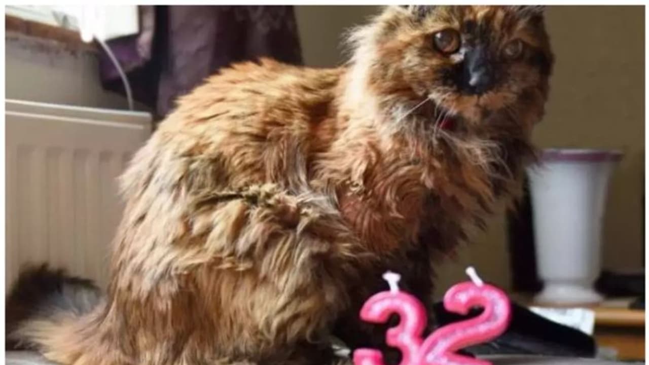 ഹാപ്പി ബർത്ത് ഡേ റോസി; 32 ാം ജന്മദിനം ആഘോഷിച്ച് ലോകത്തിലെ ഏറ്റവും പ്രായം കൂടിയ പൂച്ച ഹാപ്പി ബർത്ത് ഡേ റോസി; 32 ാം ജന്മദിനം ആഘോഷിച്ച് ലോകത്തിലെ ഏറ്റവും പ്രായം കൂടിയ പൂച്ച