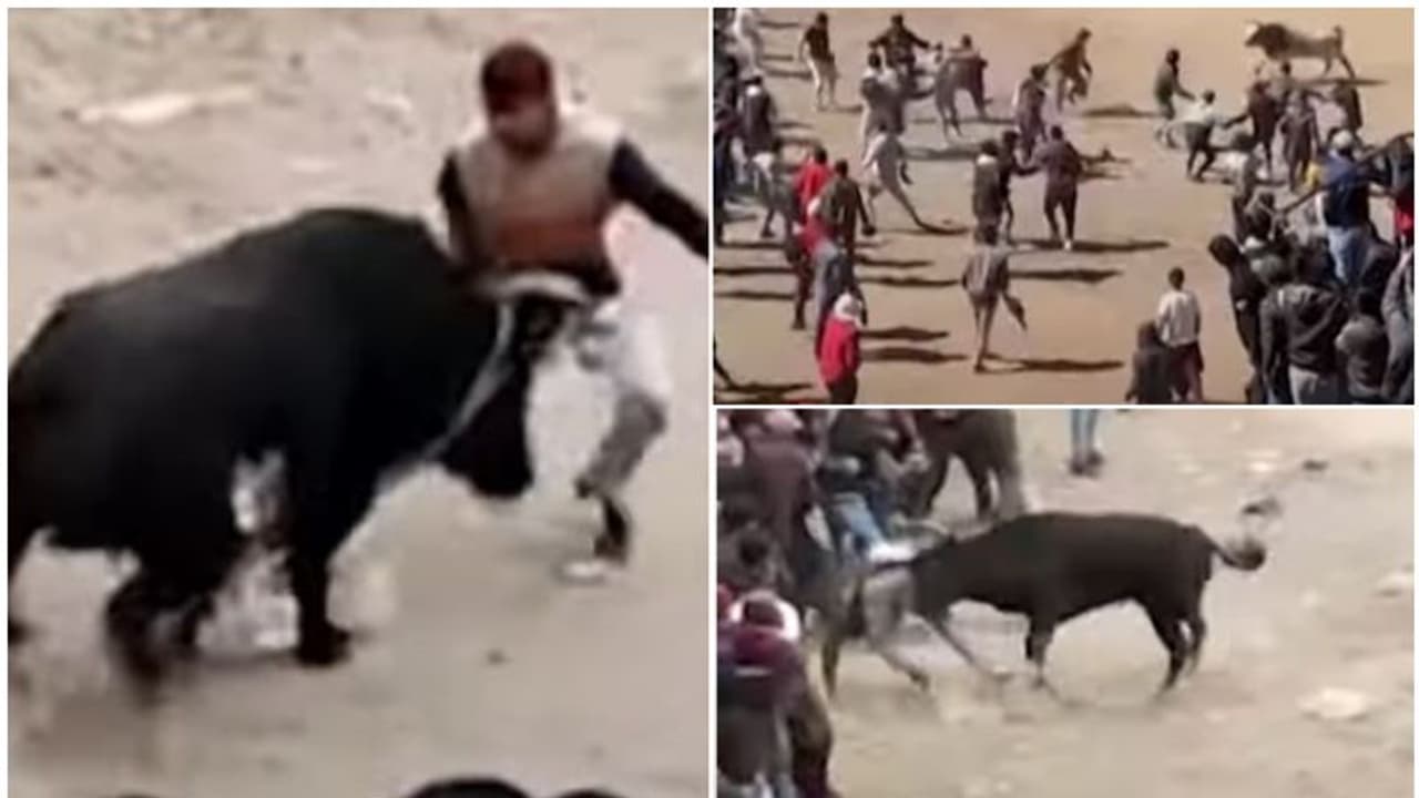 നടുക്കുന്ന കാഴ്ചയായി കാളക്കൂറ്റൻ്റെ ആക്രമണം, ഒറ്റ നിമിഷം കുത്തേറ്റത് 11 പേർക്ക്; കണ്ടവരെയെല്ലാം കുത്തിവീഴ്ത്തി