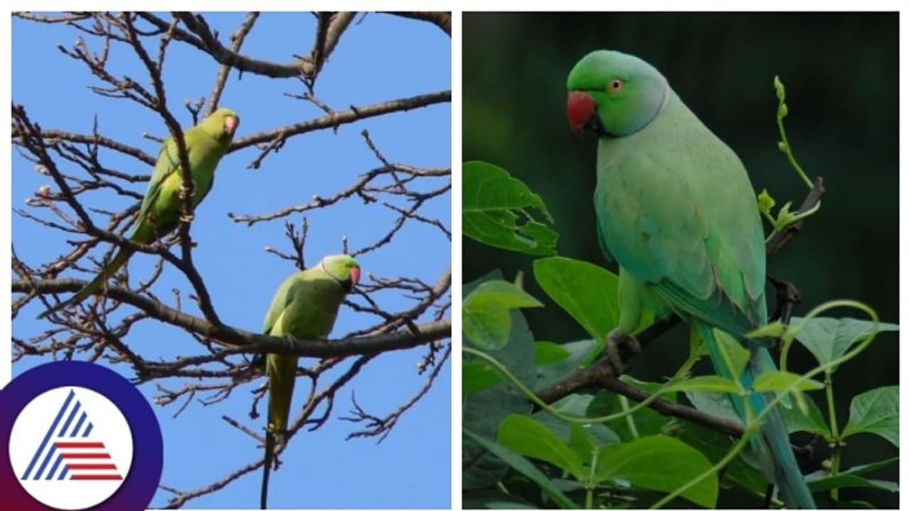 World Environment Day ಹಿನ್ನೆಲೆ ಗಿಳಿವಿಂಡು ನೋಡೊಣ ಬನ್ನಿ ಕಾರ್ಯಕ್ರಮ