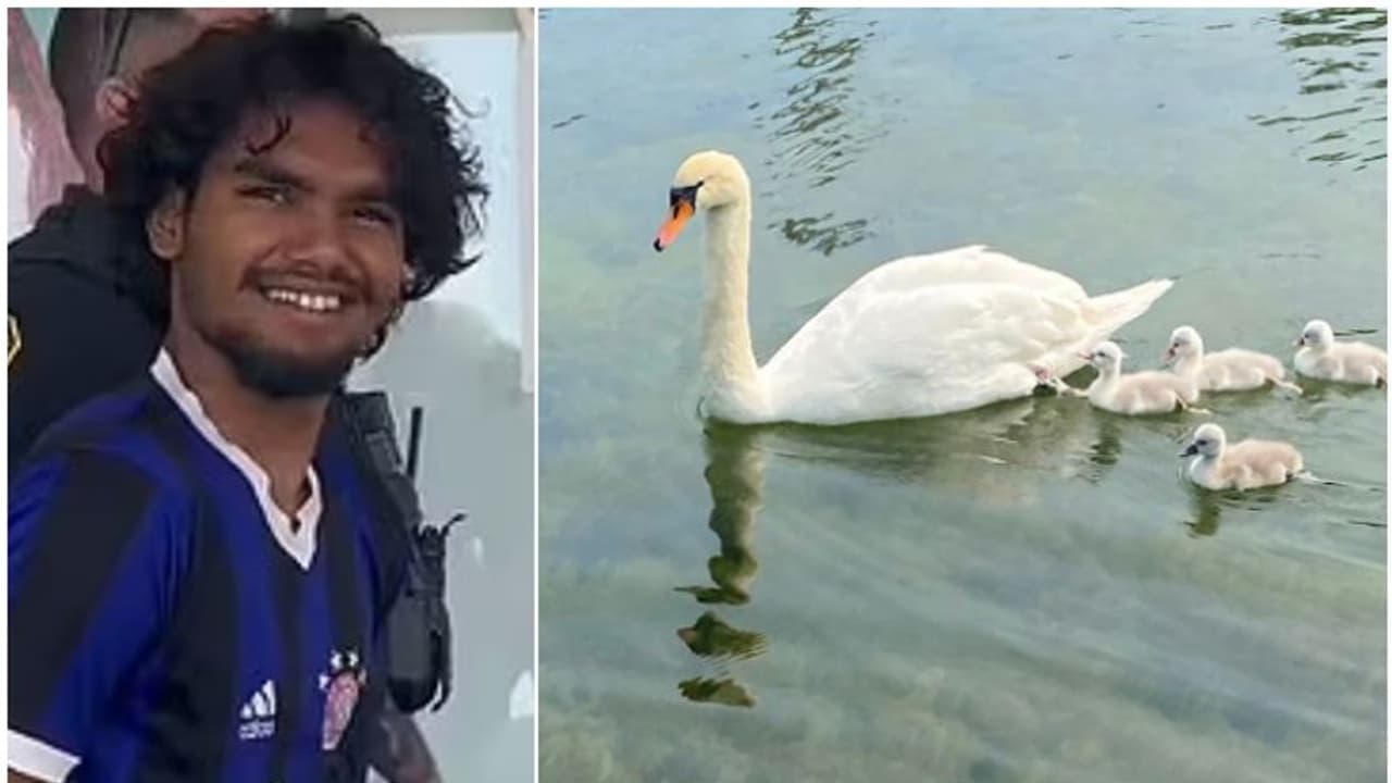 നാടൊന്നാകെ സ്നേഹിച്ച അരയന്നം, അർധരാത്രി കൊന്ന് വയറ്റിലാക്കി യുവാക്കളുടെ ക്രൂരത; കാത്തിരിക്കുന്ന ശിക്ഷ എന്ത്? നാടൊന്നാകെ സ്നേഹിച്ച അരയന്നം, അർധരാത്രി കൊന്ന് വയറ്റിലാക്കി യുവാക്കളുടെ ക്രൂരത; കാത്തിരിക്കുന്ന ശിക്ഷ എന്ത്?